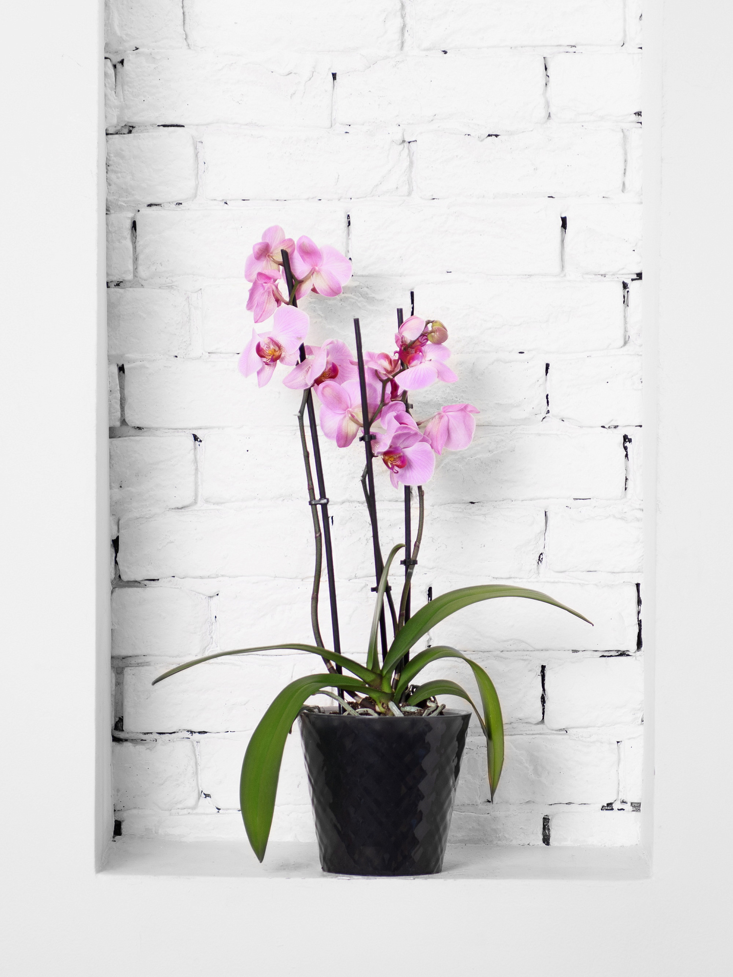 Горшок для цветов Manhattan Orchid 1.6л INGREEN IG670610108 ночная река купить 4