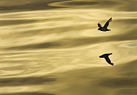 Фотообои "Reflection" 1 лист, 184*127 см, Komar 1-604